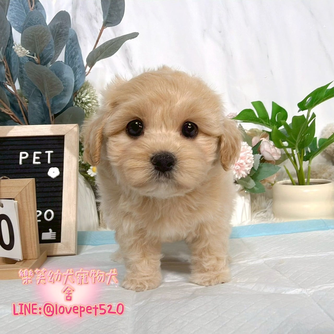 馬爾泰迪-樂芙幼犬寵物犬舍