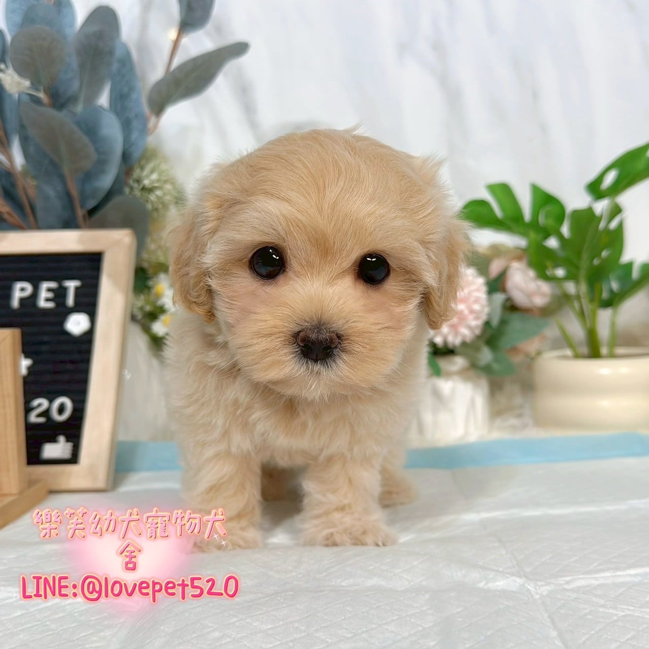 馬爾泰迪-樂芙幼犬寵物犬舍