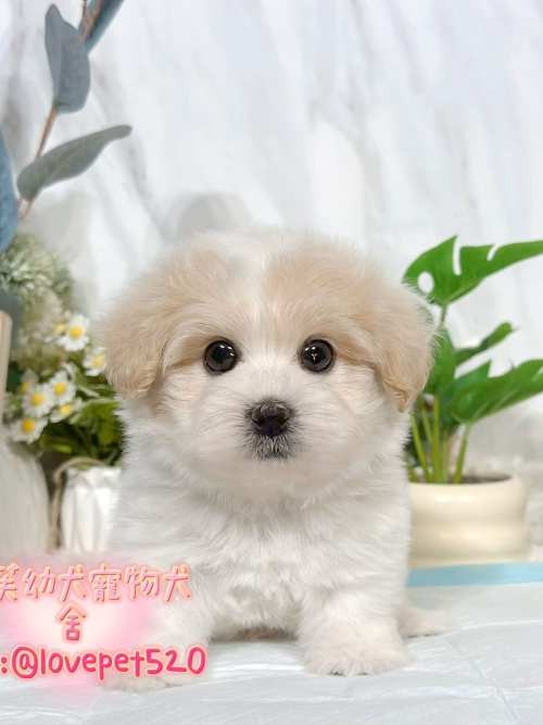 馬爾泰迪-樂芙幼犬寵物犬舍