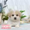 馬爾泰迪-樂芙幼犬寵物犬舍