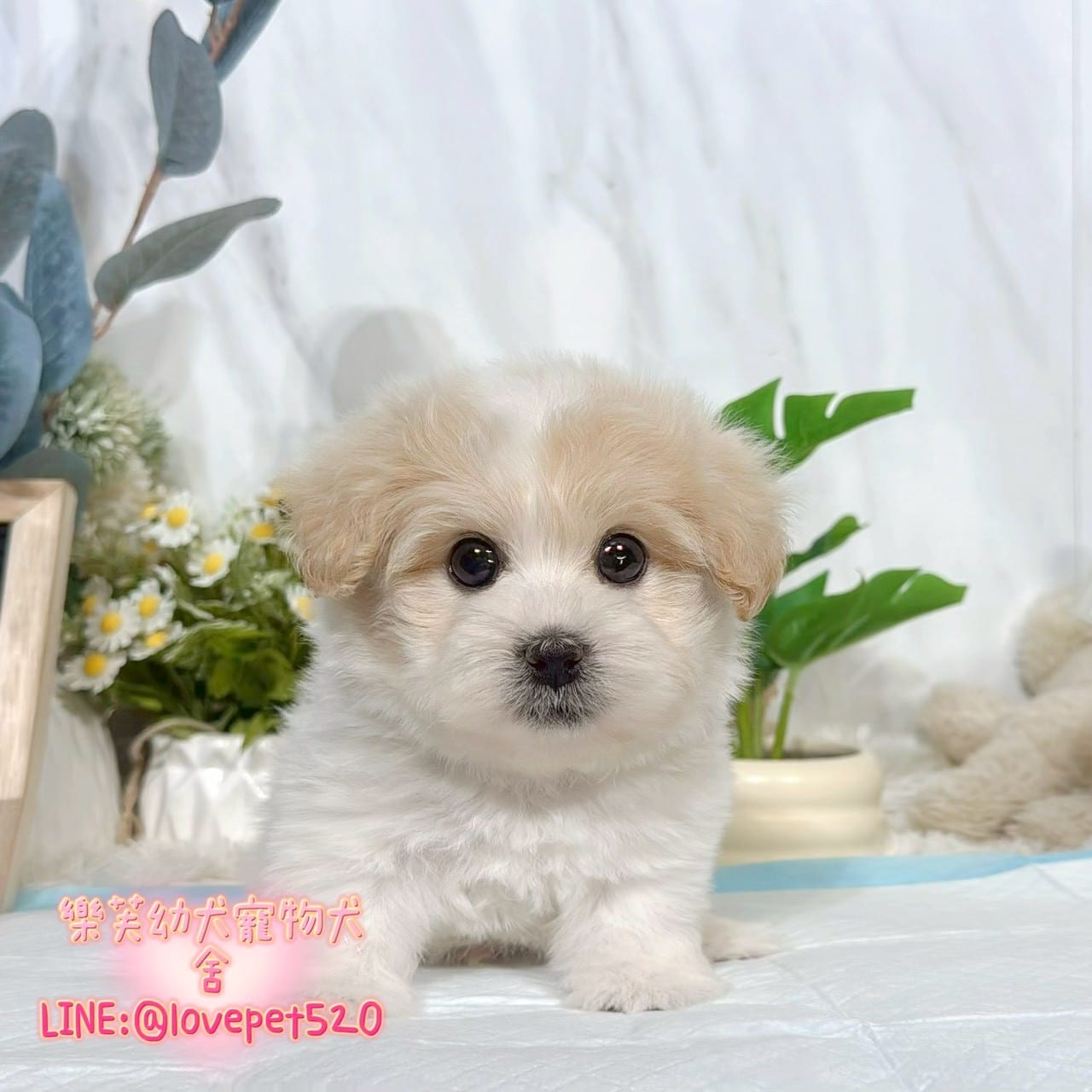 馬爾泰迪-樂芙幼犬寵物犬舍