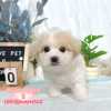 馬爾泰迪-樂芙幼犬寵物犬舍