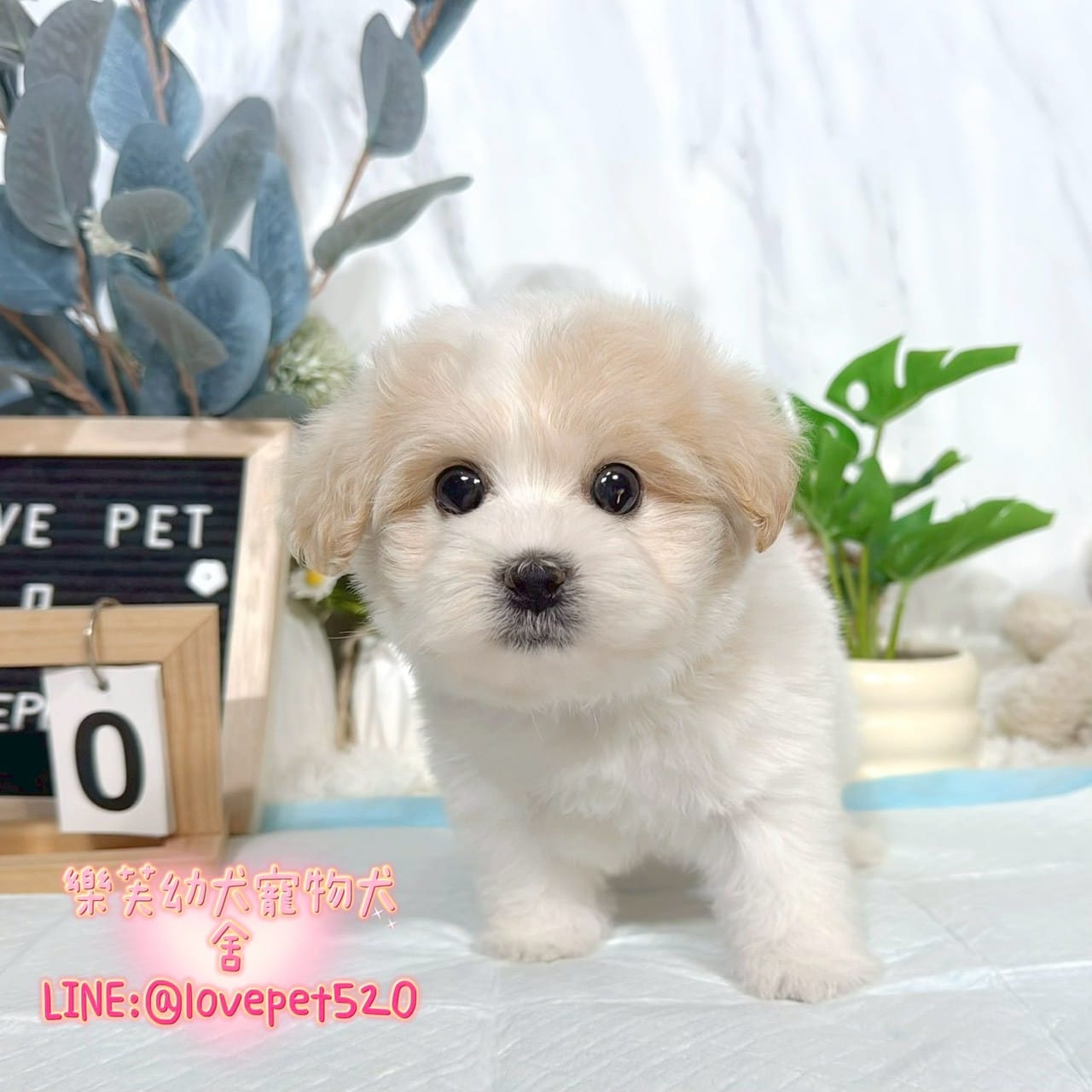 馬爾泰迪-樂芙幼犬寵物犬舍