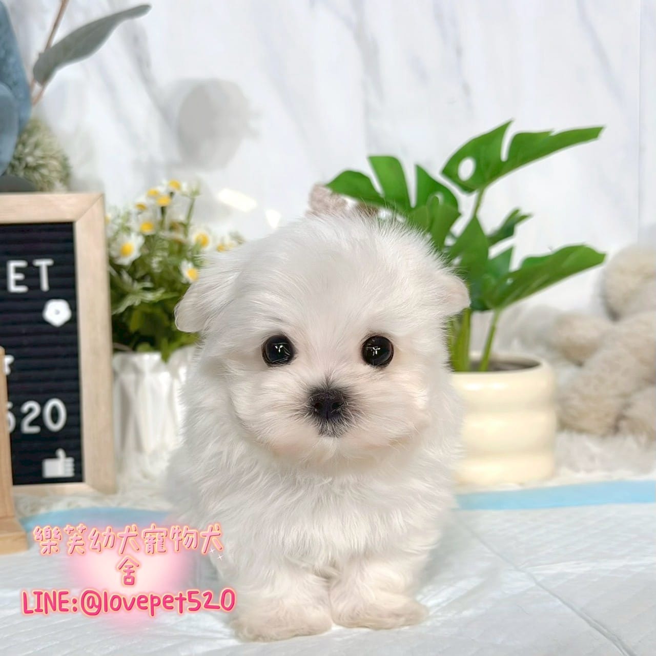 馬爾濟斯-樂芙幼犬寵物犬舍