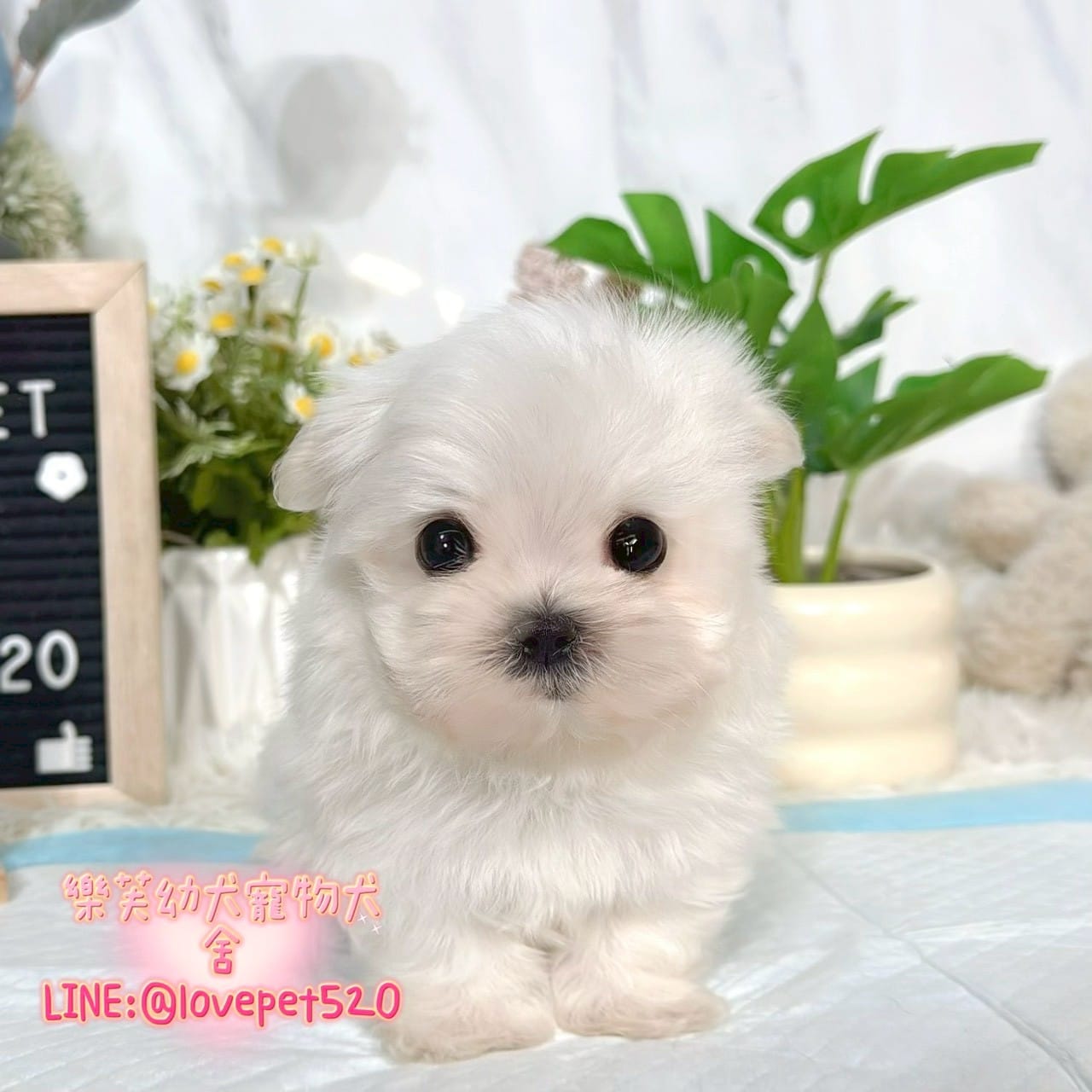 馬爾濟斯-樂芙幼犬寵物犬舍