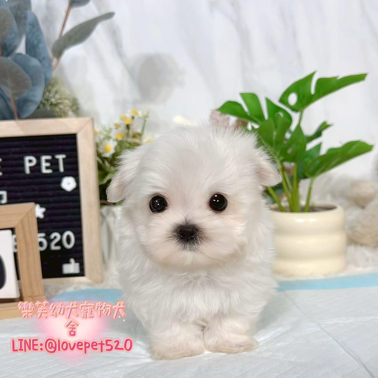 馬爾濟斯-樂芙幼犬寵物犬舍