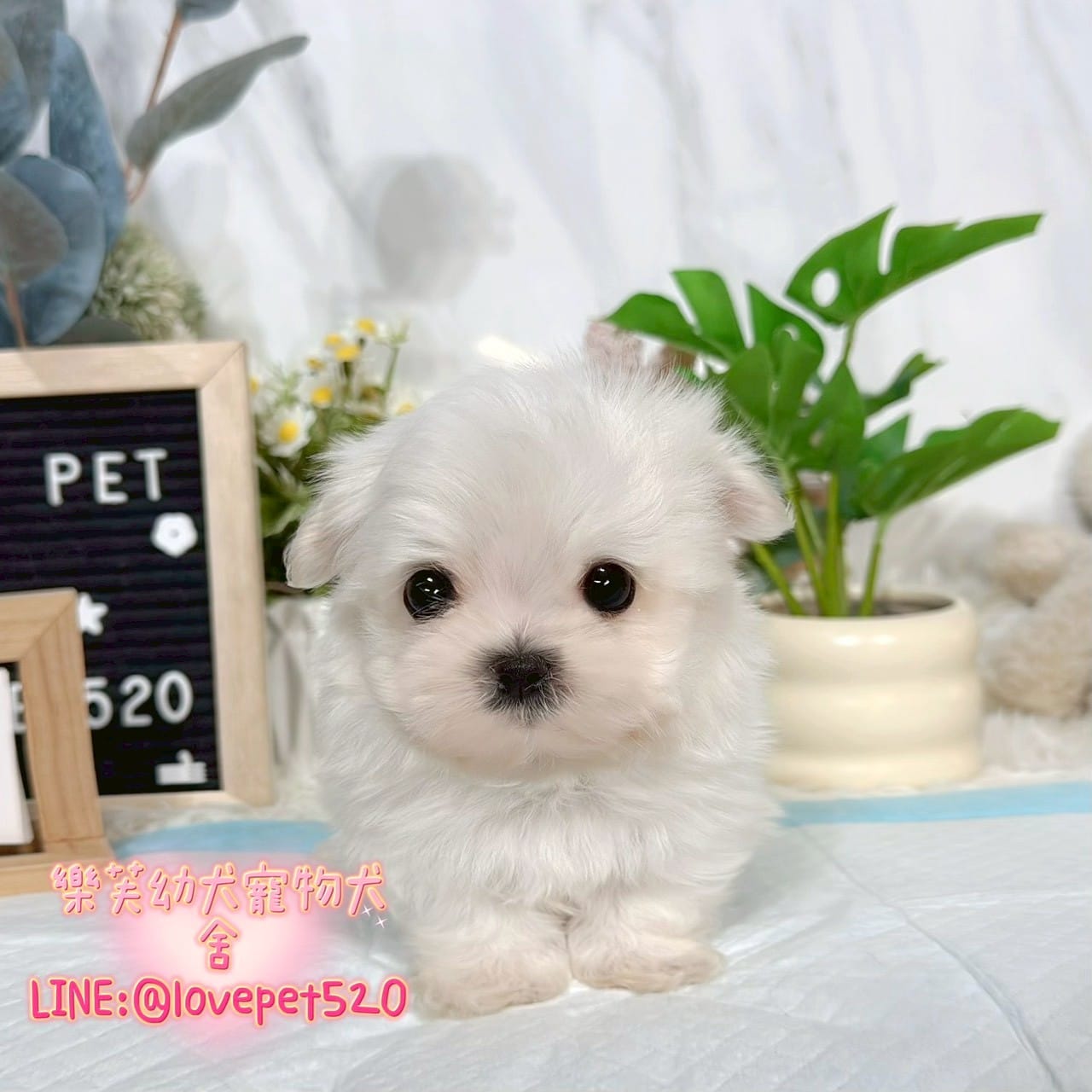 馬爾濟斯-樂芙幼犬寵物犬舍