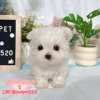 馬爾濟斯-樂芙幼犬寵物犬舍