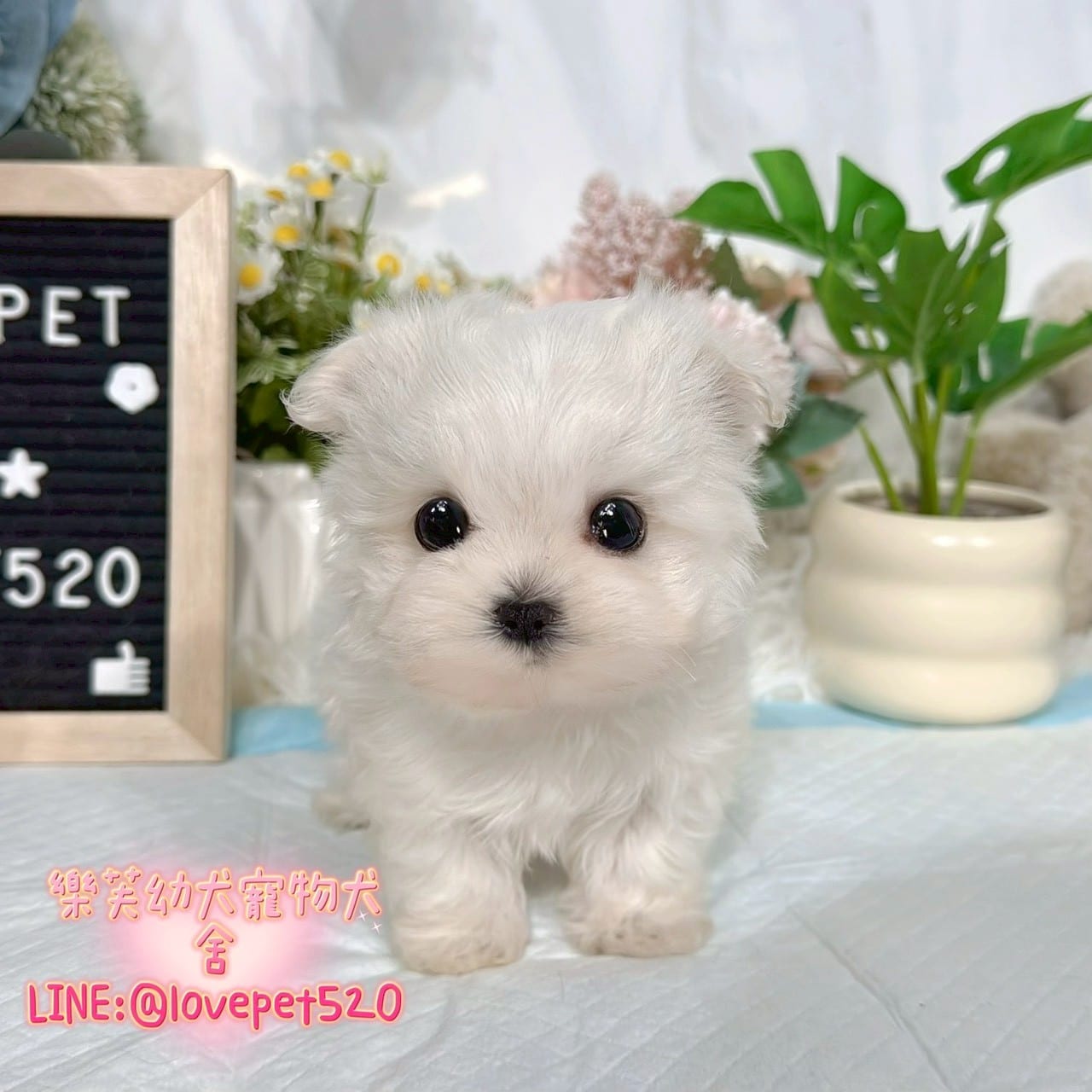 馬爾濟斯-樂芙幼犬寵物犬舍