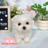 馬爾濟斯-樂芙幼犬寵物犬舍