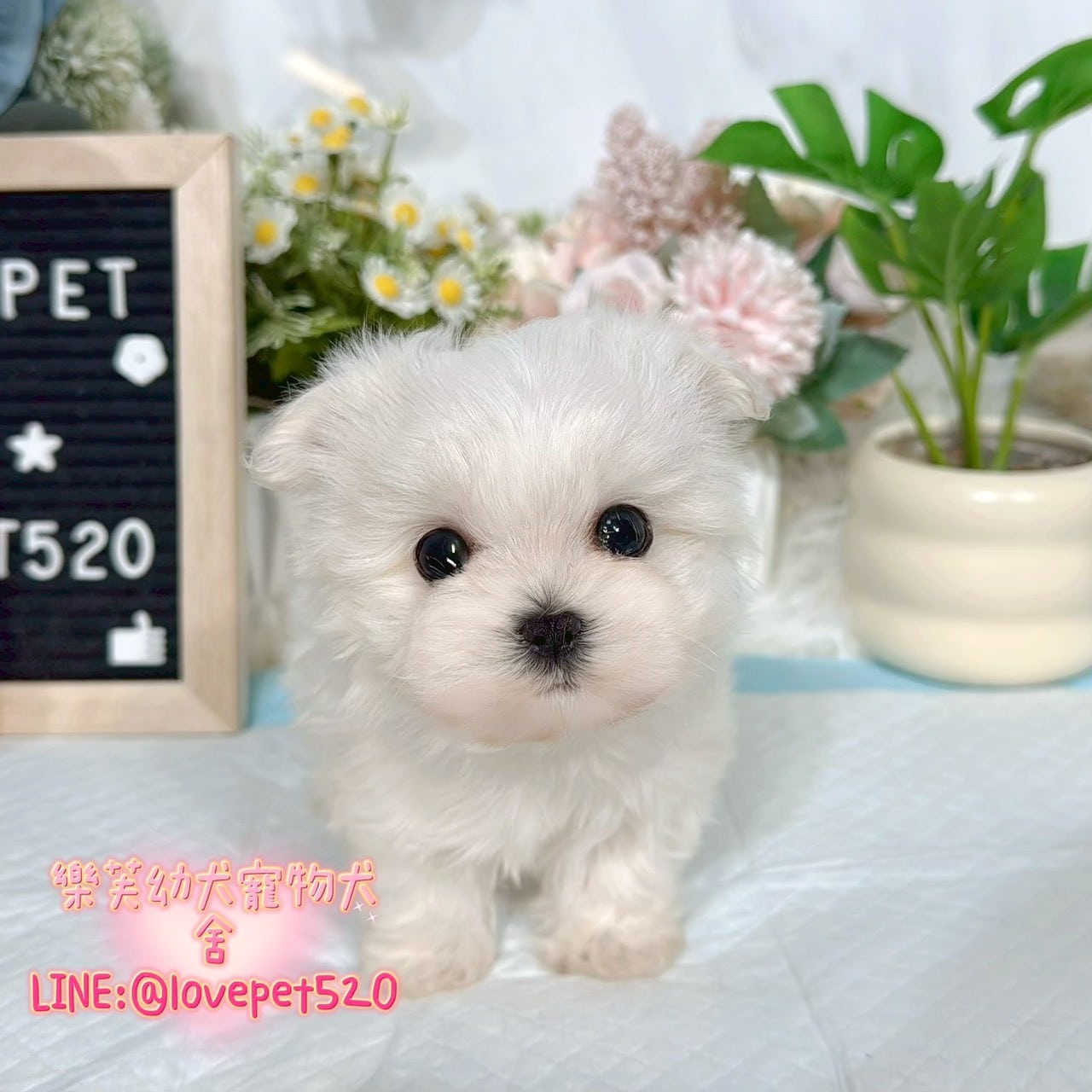 馬爾濟斯-樂芙幼犬寵物犬舍