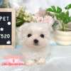 馬爾濟斯-樂芙幼犬寵物犬舍