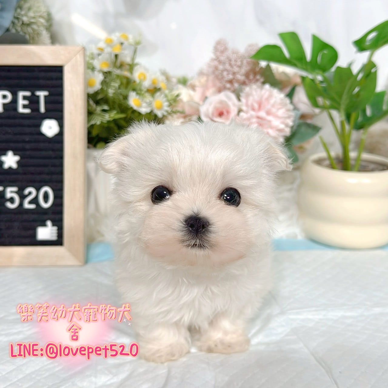馬爾濟斯-樂芙幼犬寵物犬舍