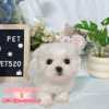 馬爾濟斯-樂芙幼犬寵物犬舍