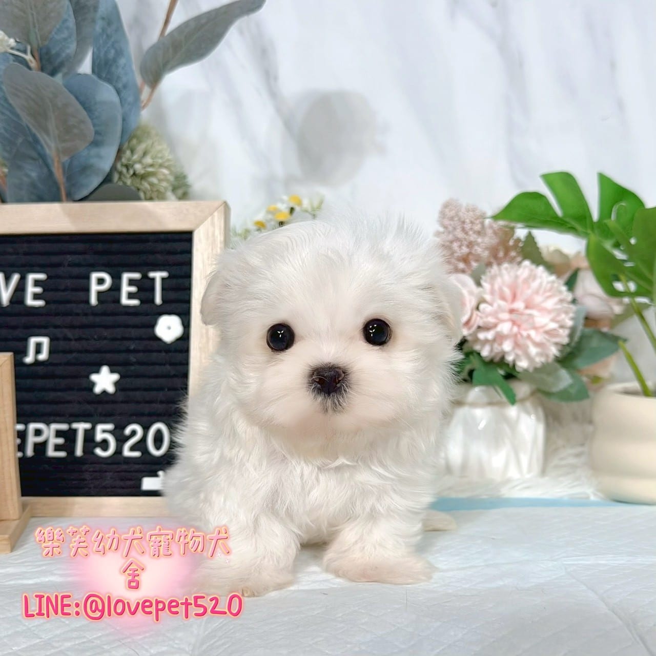 馬爾濟斯-樂芙幼犬寵物犬舍