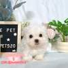 馬爾濟斯-樂芙幼犬寵物犬舍