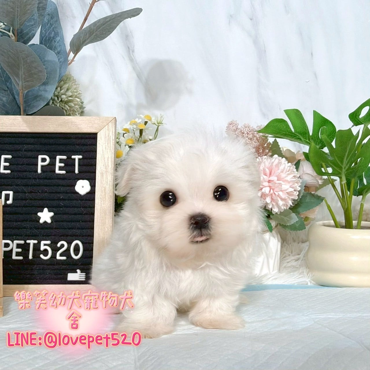 馬爾濟斯-樂芙幼犬寵物犬舍