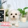 馬爾濟斯-樂芙幼犬寵物犬舍