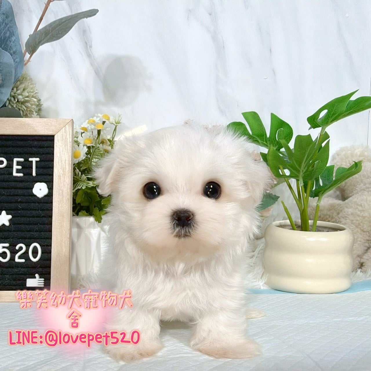 馬爾濟斯-樂芙幼犬寵物犬舍