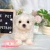 馬爾濟斯-樂芙幼犬寵物犬舍