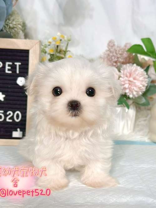 馬爾濟斯-樂芙幼犬寵物犬舍 馬爾濟斯-樂芙幼犬寵物犬舍