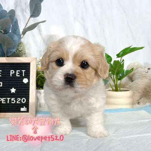 騎士比熊幼犬出售丨樂芙犬舍 騎士比熊幼犬出售丨樂芙犬舍