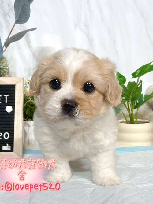 騎士比熊-樂芙幼犬寵物犬舍-台中犬舍,合法犬舍,犬舍推薦,推薦犬舍,買狗推薦,專業犬舍,優良犬舍
