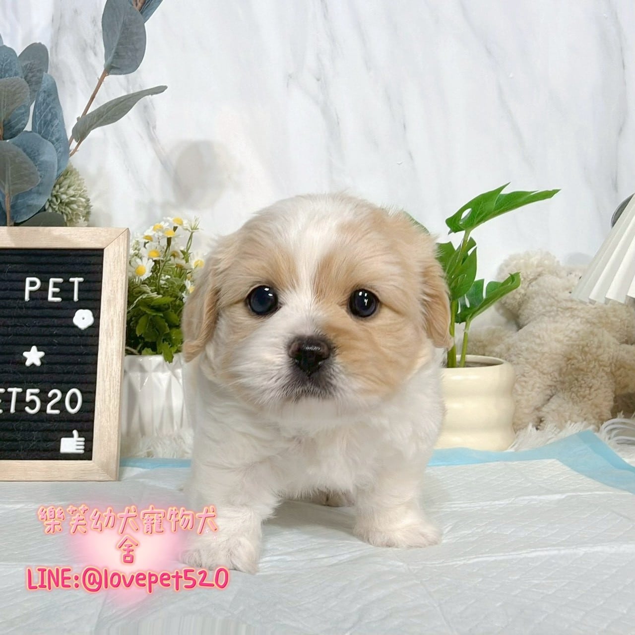 騎士比熊-樂芙幼犬寵物犬舍-台中犬舍,合法犬舍,犬舍推薦,推薦犬舍,買狗推薦,專業犬舍,優良犬舍