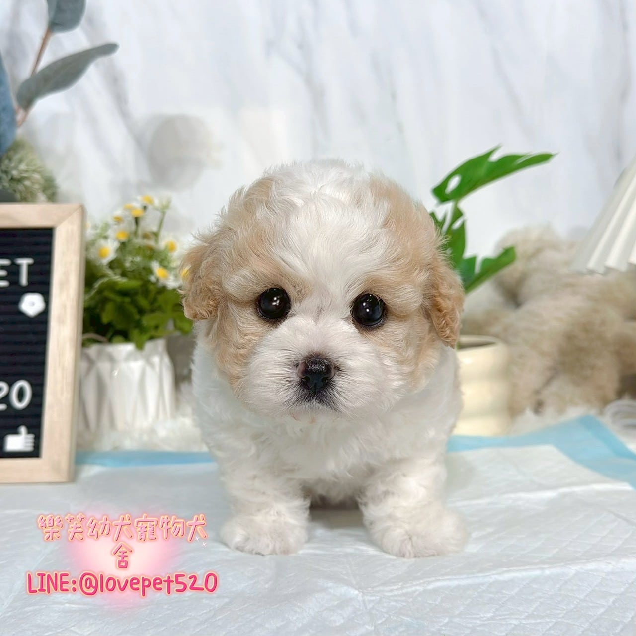 騎士比熊-樂芙幼犬寵物犬舍-台中犬舍,合法犬舍,犬舍推薦,推薦犬舍,買狗推薦,專業犬舍,優良犬舍