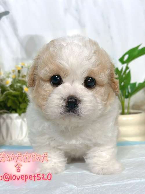 騎士比熊-樂芙幼犬寵物犬舍-台中犬舍,合法犬舍,犬舍推薦,推薦犬舍,買狗推薦,專業犬舍,優良犬舍