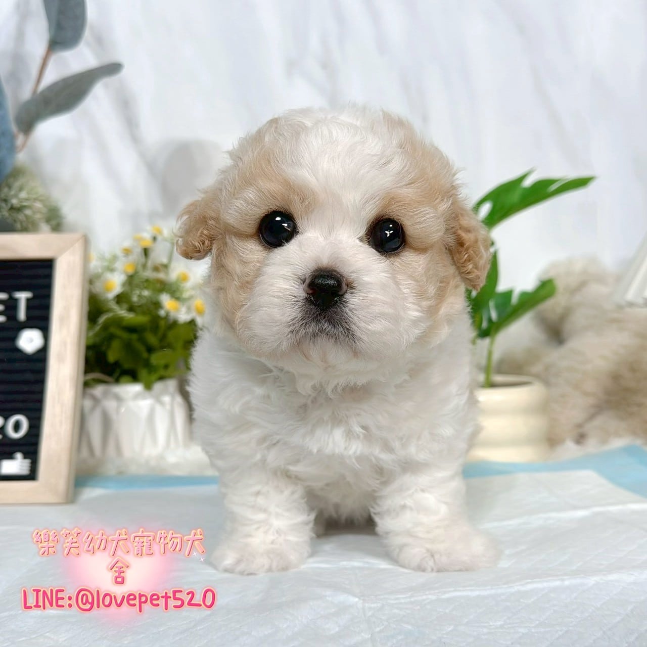 騎士比熊-樂芙幼犬寵物犬舍-台中犬舍,合法犬舍,犬舍推薦,推薦犬舍,買狗推薦,專業犬舍,優良犬舍