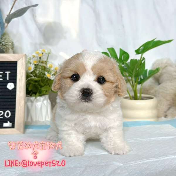 騎士比熊幼犬出售丨樂芙犬舍 騎士比熊幼犬出售丨樂芙犬舍