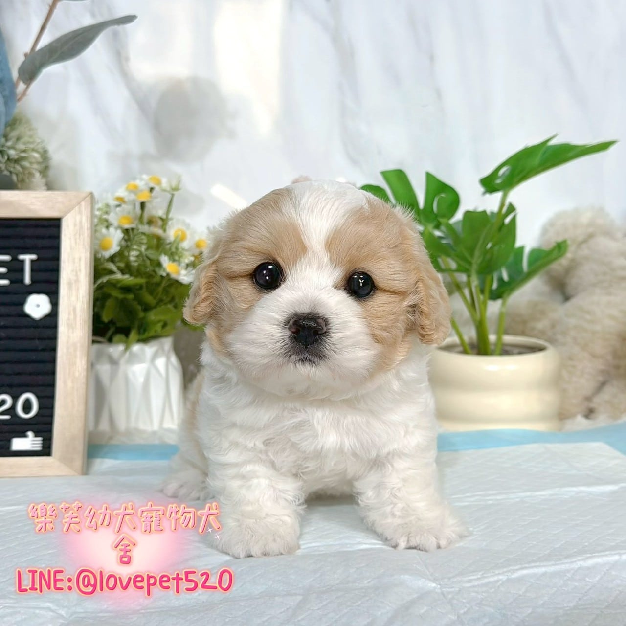 騎士比熊-樂芙幼犬寵物犬舍-台中犬舍,合法犬舍,犬舍推薦,推薦犬舍,買狗推薦,專業犬舍,優良犬舍