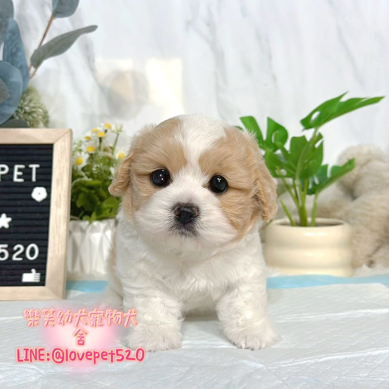 騎士比熊-樂芙幼犬寵物犬舍-台中犬舍,合法犬舍,犬舍推薦,推薦犬舍,買狗推薦,專業犬舍,優良犬舍