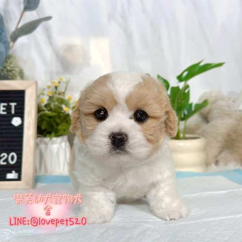 騎士比熊幼犬出售丨樂芙犬舍