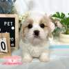 騎士比熊-樂芙幼犬寵物犬舍-台中犬舍,合法犬舍,犬舍推薦,推薦犬舍,買狗推薦,專業犬舍,優良犬舍 騎士比熊-樂芙幼犬寵物犬舍-台中犬舍,合法犬舍,犬舍推薦,推薦犬舍,買狗推薦,專業犬舍,優良犬舍