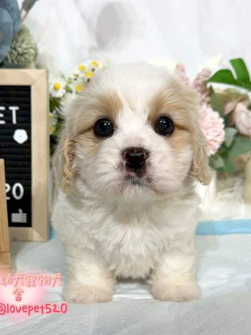 騎士比熊-樂芙幼犬寵物犬舍-台中犬舍,合法犬舍,犬舍推薦,推薦犬舍,買狗推薦,專業犬舍,優良犬舍 騎士比熊-樂芙幼犬寵物犬舍-台中犬舍,合法犬舍,犬舍推薦,推薦犬舍,買狗推薦,專業犬舍,優良犬舍
