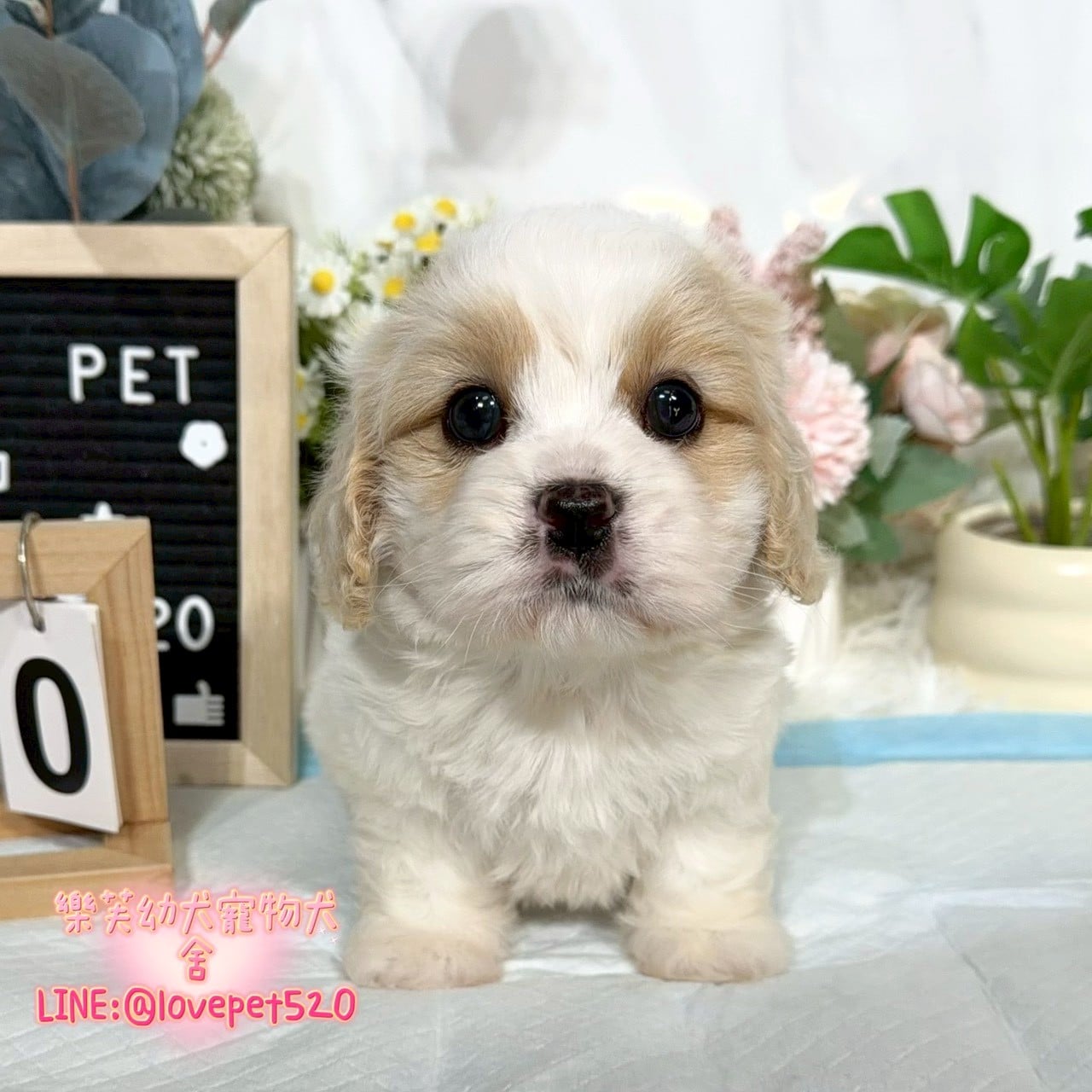 騎士比熊-樂芙幼犬寵物犬舍-台中犬舍,合法犬舍,犬舍推薦,推薦犬舍,買狗推薦,專業犬舍,優良犬舍