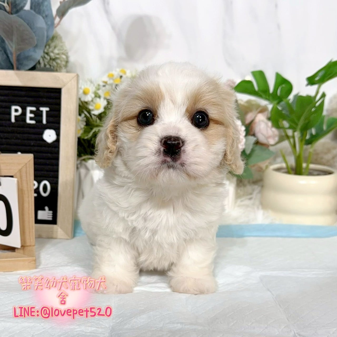 騎士比熊-樂芙幼犬寵物犬舍-台中犬舍,合法犬舍,犬舍推薦,推薦犬舍,買狗推薦,專業犬舍,優良犬舍