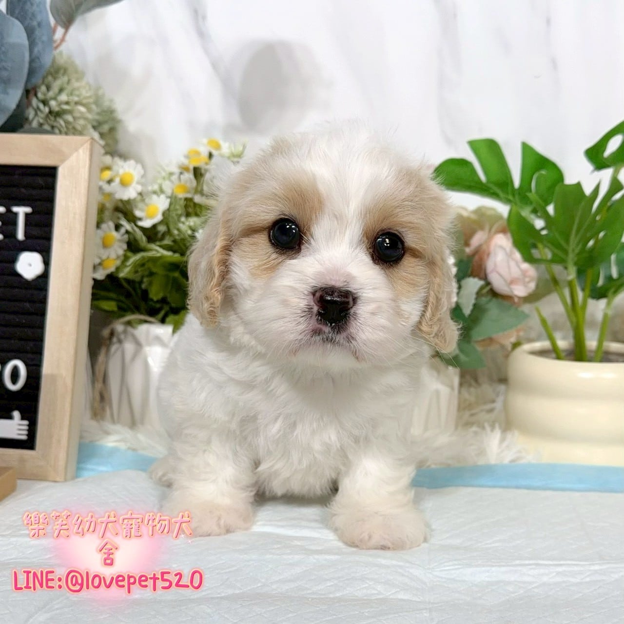 騎士比熊-樂芙幼犬寵物犬舍-台中犬舍,合法犬舍,犬舍推薦,推薦犬舍,買狗推薦,專業犬舍,優良犬舍