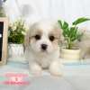 騎士比熊-樂芙幼犬寵物犬舍-台中犬舍,合法犬舍,犬舍推薦,推薦犬舍,買狗推薦,專業犬舍,優良犬舍 騎士比熊-樂芙幼犬寵物犬舍-台中犬舍,合法犬舍,犬舍推薦,推薦犬舍,買狗推薦,專業犬舍,優良犬舍