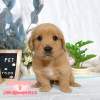 黃金獵犬-樂芙幼犬寵物犬舍