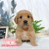 黃金獵犬-樂芙幼犬寵物犬舍