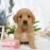 黃金獵犬-樂芙幼犬寵物犬舍