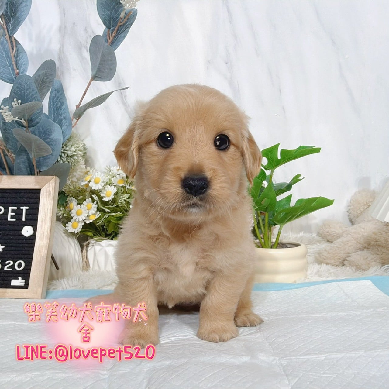 黃金獵犬-樂芙幼犬寵物犬舍