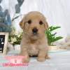 黃金獵犬-樂芙幼犬寵物犬舍