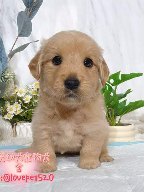 黃金獵犬-樂芙幼犬寵物犬舍