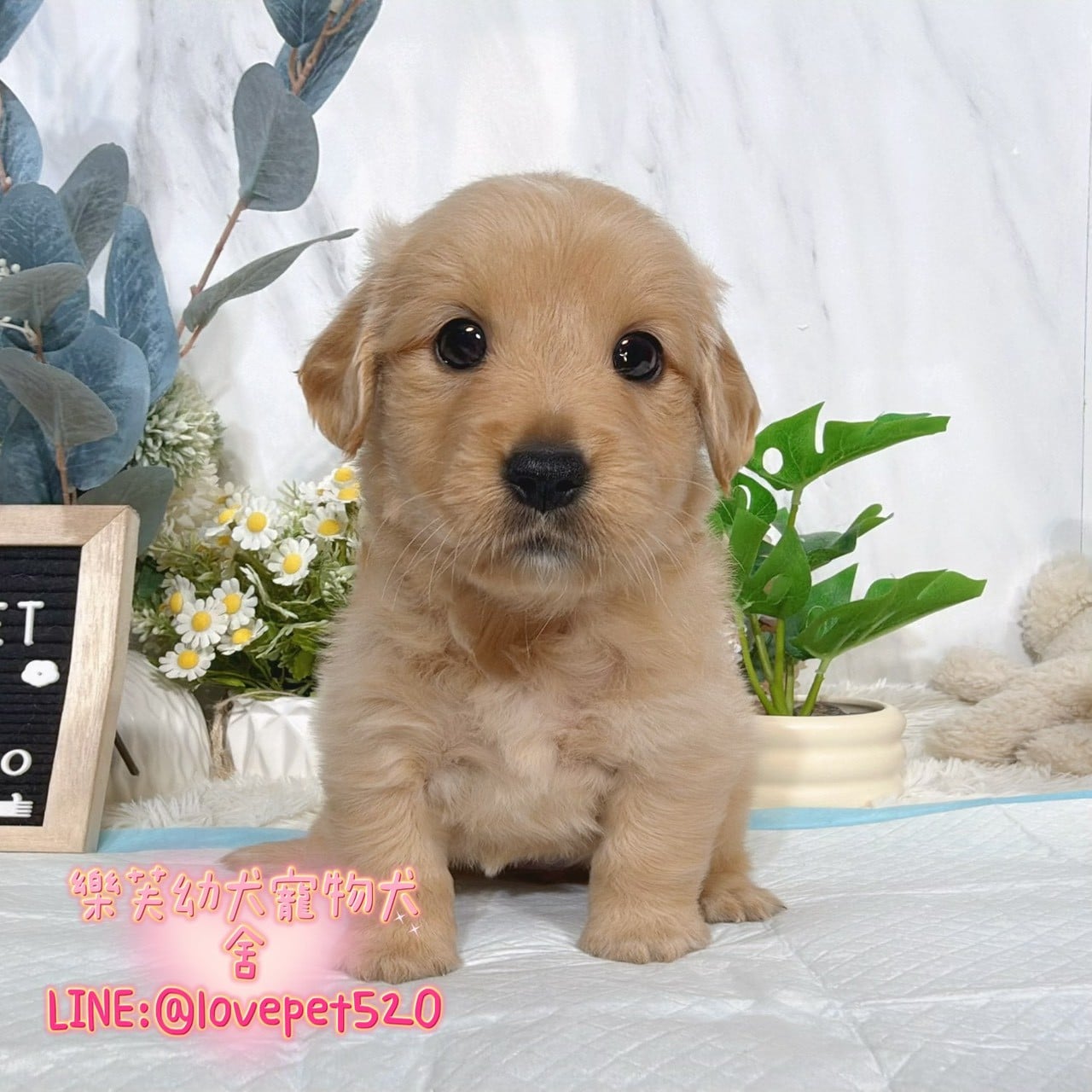 黃金獵犬-樂芙幼犬寵物犬舍