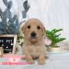 黃金獵犬-樂芙幼犬寵物犬舍