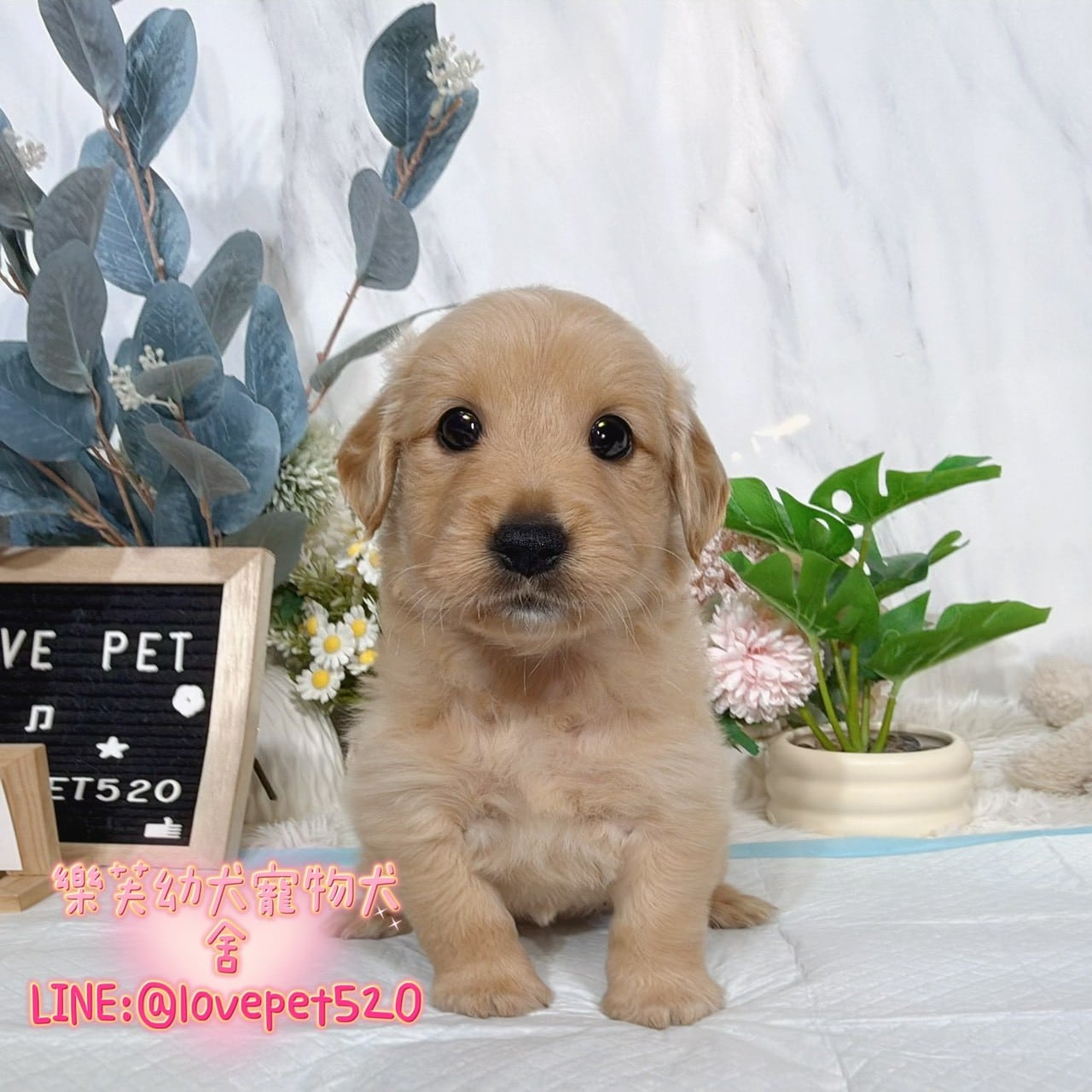 黃金獵犬-樂芙幼犬寵物犬舍